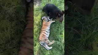 Bear Cub vs Tiger Cub &ndash; CUTEST Animal Fight Ever! 🐻🐯 #ytshorts #shorts