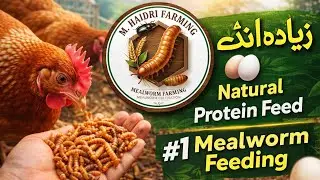Mealworm Feeding for Hens | Zyada Anday Healthy Hens & Strong Feathers | M Haidri Mealworm Farming