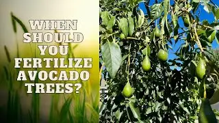 Growing Heathy Avocado Trees - When to Begin Fertilizing for Quality Fruit Set