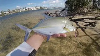 Catching Small Trevally - Land Based Fishing Noosa