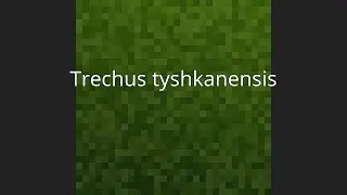 Trechus tyshkanensis