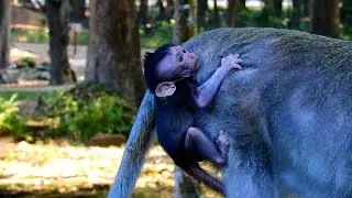 New baby monkey is hard to follow mom