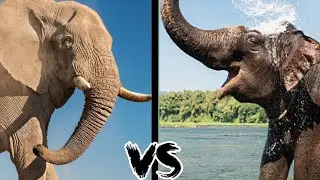 Asian elephant vs African elephant Who would win the 👑| Wild channel | Shawn joseph