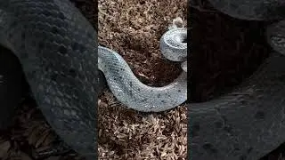 회색 뱀이 뒷마당에 똬리를 틀고 있었습니다. #동물 #animals #막달려갑니닭