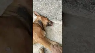 funny 🤣 dog #dog #dogvines #funny #shorts