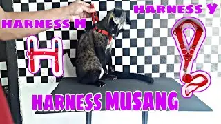 PEMASANGAN TALI HARNESS PADA MUSANG
