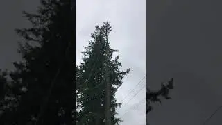 Speed Line Large Fir Top Right into the Chipper with Chase Ferris