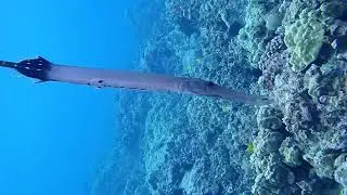 Trumpet fish hovering