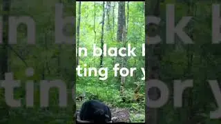 Asian black bear Медведь гималайский в августе