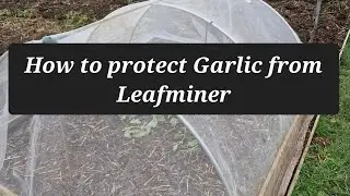 How to prevent leaf miner attacking garlic and onions