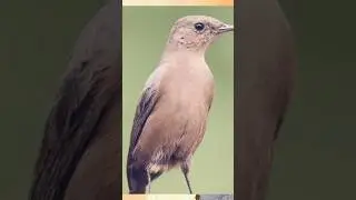 brown rock chat ki real voice #bird #viral