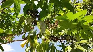 Melicope elleryana . Seeding after flowering