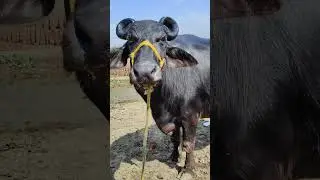 pure murrah buffalo in India