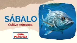 CULTIVO DE SABALO  Fases: SIEMBRA, LEVANTE, ENGORDE, COMERCIALIZACI&Oacute;N.