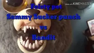 Feisty pets Sammy Sucker punch vs Bandit