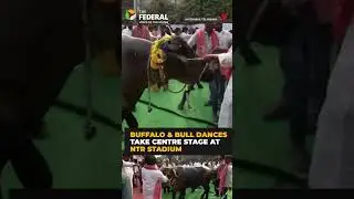 Telangana&rsquo;s Sadar Sammelan festival celebrates Yadav community with buffalo & bull dances | #shorts