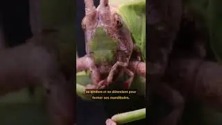 Odontomachus : la fourmi pi&egrave;ge &agrave; m&acirc;choire !