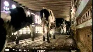Cattle Handling Part 2