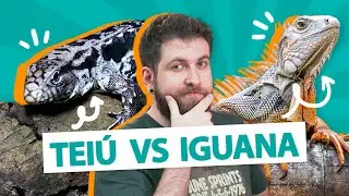 OS MAIORES LAGARTOS BRASILEIROS - Teiú vs Iguana