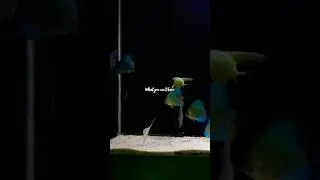 DISCUS & manfish blue pinoy #captions #aquascape #discus #manfish #discusfish