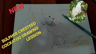 How to draw a Sulpher crested cockatoo 