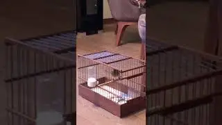 Русская канарейка овсяночного напева