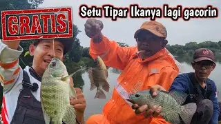 SETU TIPAR BANYAK CINTANYA