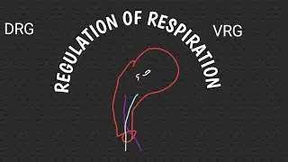 Regulation of Respiration