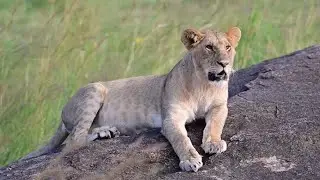 Beautiful Sub Adult Male Lion of Black Rock Male | Masaimara | 5 October 2025