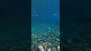 Ocean Aquarium 🌍 Gran Canaria 🇮🇨 #apnea #matteofishing #grancanaria #snorkeling