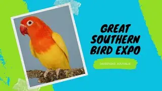 Life in Australia: Birds Expo in Dandenong