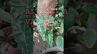 I LOVE THIS ONE OF MY FAVORITE | #collectionplants #alocasia #viral #short #trending #bethvergara