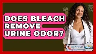 Does Bleach Remove Urine Odor? - Ask A Pet Vet