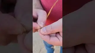 Dave explaining how wheat is harvested #diyprojectsbydave #wheat #farming