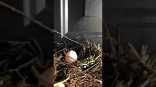 Earth Day: A Birds Nest & Egg on my door!