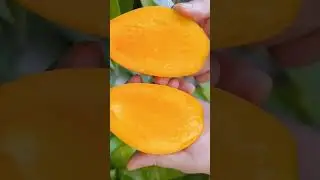 Sweet Mango Harvest: Picking Juicy, Ripe Mangoes #MangoHarvest #SweetMangoes #JuicyMangoes