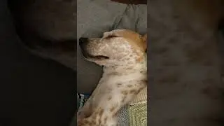 The Twitching Sleeping Beauty