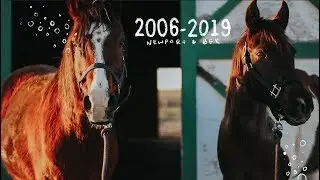 Throwback (my horses from 2006-2019)