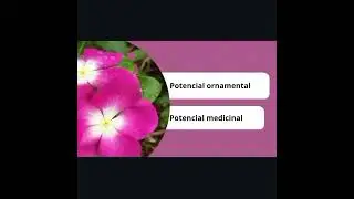 Catharanthus roseus 