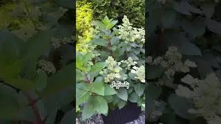 #infinity #hydrangea #гортензия #garden #гортензія #flowers #park#jardin #アジサイ#ajisai #shorts #сад