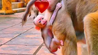 New Baby Monkey Shows Love and Trust in Mama 🐒 A Heartwarming Bond