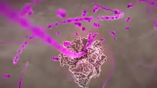 corona virus how does effect on your body