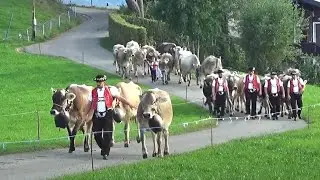 Heimkehr von der Viehschau Lütisburg – im schönen Toggenburg – Sennisch nach alter Tradition.