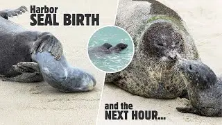 Harbor Seal Gives Birth and Pup&rsquo;s First Swim! (up-close raw nature)