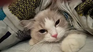 Fat Cat-Cute and Funny Cat Videos Compilation |Fat Cat Life