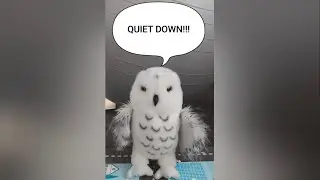 Quiet down animation#quiet #snowyowl #animation #funny #flipaclip 