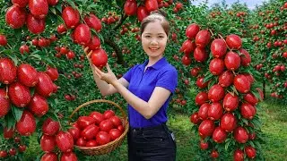 Harvesting 1000+KG of forgotten oleaster NHOT fruit for sale - Village life