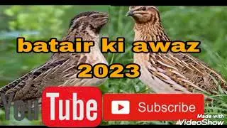 New batair ki awaz 2023 batair ki soba ki awaz batair ki awaz karak ka sath common quail sound 123