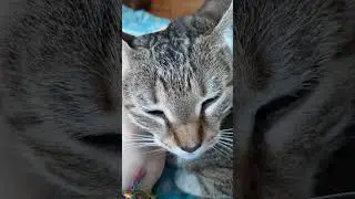 Look at nice purring cat!
