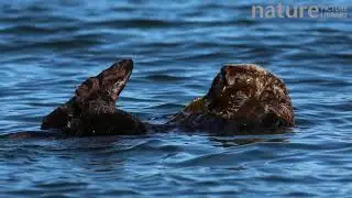 Northern sea otter grooming, anchored in kelp